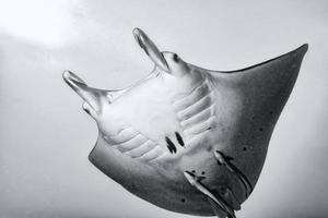 manta debaixo d'água em preto e branco bora bora polinésia foto