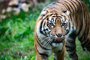 retrato de tigre de sumatra de perto enquanto olha para você foto