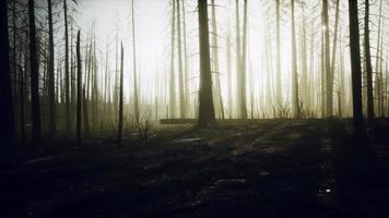 árvores queimadas após incêndio florestal com poluição e muita fumaça foto