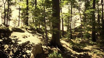 cena da floresta com solo musgoso em tarde ensolarada no verão foto
