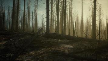 cinzas negras de pinheiro canário após incêndio florestal foto