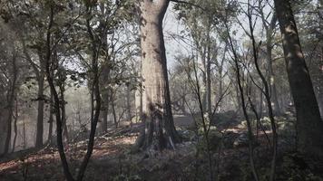 floresta de árvores com chão de terra pela manhã foto