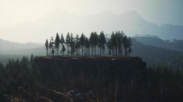 floresta de pinheiros nas montanhas foto