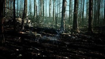 incêndio florestal e árvore caída é queimada no chão com muita fumaça foto