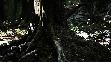 raízes de árvores grandes e longas com musgo foto