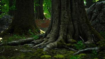raízes de árvores grandes e longas com musgo foto