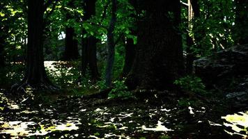 raízes de árvores grandes e longas com musgo foto