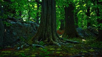 raízes de árvores com musgo verde na primavera foto