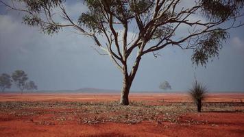 paisagem africana com belas acácias foto