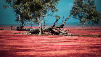 paisagem africana com belas acácias foto