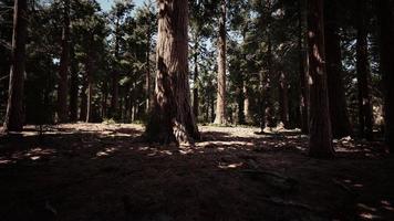 sequoias gigantes no bosque da floresta gigante no parque nacional das sequoias foto