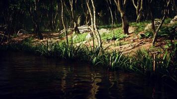 lagoa na floresta verde musgo foto