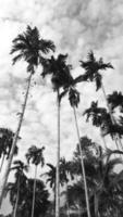 imagem em preto-branco verticalmente, árvores de noz de bétele céu escuro acima de coqueiro alto, paisagem de fundo natural ao redor da área rural. tailândia foto