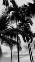 imagem em preto-branco verticalmente, árvores de noz de bétele céu escuro acima de coqueiro alto, paisagem de fundo natural ao redor da área rural. tailândia foto