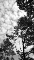 imagem em preto e branco verticalmente, céu escuro acima da vista superior da árvore alta. fundo natural da paisagem ao redor da área rural. tailândia foto