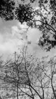 imagem preto-branca verticalmente, nuvem branca de céu escuro acima da árvore alta vista superior, fundo da paisagem ao redor do campo. tailândia foto