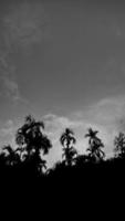 imagem vertical da paisagem, céu vintage de nuvem branca, vista superior da luz do dia árvore de noz de bétele alta, com fundo de montanha ao redor do campo. tailândia. foto