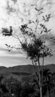 imagem vertical da paisagem, céu vintage de nuvens brancas, árvore alta de vista superior da luz do dia, com fundo de montanha ao redor do campo. tailândia. foto