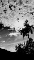 imagem vertical da paisagem, céu vintage de nuvem branca, vista superior da luz do dia árvore de noz de bétele alta, com fundo de montanha ao redor do campo. tailândia. foto