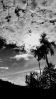 paisagem, imagem vertical, céu vintage de nuvem branca, vista aérea da luz solar alta árvore de noz de bétele, com fundo de montanha ao redor do campo. tailândia. foto