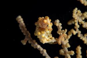 cavalo-marinho pigmeu bargibanti amarelo em tulamben bali foto