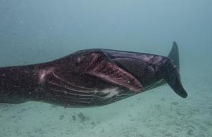 manta negra muito rara no fundo azul foto