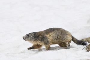 marmota isolada enquanto corria na neve foto