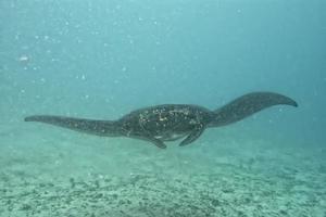 manta negra muito rara no fundo azul foto