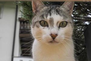 olhos de retrato de gato apontando para você foto