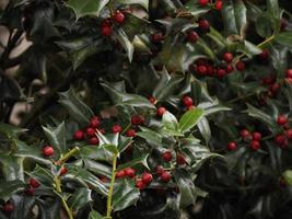 fundo de plantas de vassoura de açougueiro ou ruscus aculeatus foto