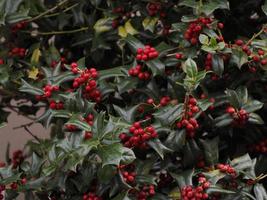 fundo de plantas de vassoura de açougueiro ou ruscus aculeatus foto