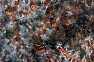 pequenos peixes dentro de um detalhe de coral na indonésia foto