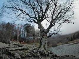 floresta de faias com uma árvore muito velha no lago calamone ventasso itália foto