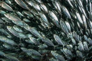 cardume de sardinhas debaixo d'água foto