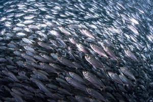 cardume de sardinhas debaixo d'água foto