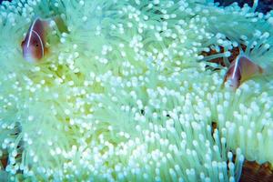 peixe-palhaço dentro de anêmona vermelha na indonésia foto