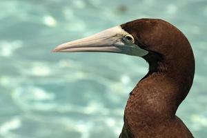 ganso-patola marrom na polinésia francesa oceano pacífico foto