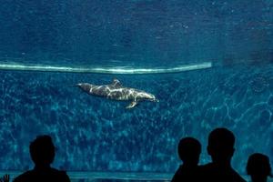 golfinho de aquário debaixo d'água olhando para você foto