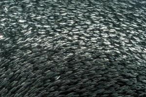 cardume de sardinhas debaixo d'água foto