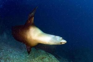 foca-leão-marinho debaixo d'água enquanto mergulha galápagos foto