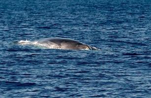 baleia-comum espécie em extinção rara de se ver foto