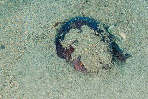 retrato subaquático de polvo de coco escondido na areia foto