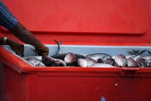 masculino, maldivas - março, 4 2017 - pessoas comprando no mercado de peixe foto