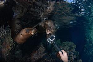 foca leão-marinho mordendo câmera subaquática foto