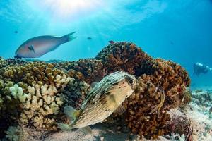 peixe caixa porco-espinho durante o mergulho foto