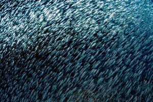 sardinha cardume de peixes bola de isca subaquática foto