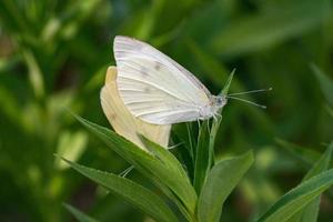 borboleta amarela e branca acasalando em verde foto