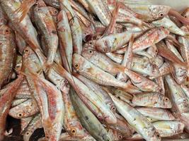 frutos do mar frescos em uma caixa no mercado de peixe foto