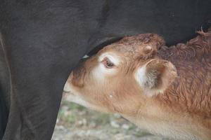 detalhe de amamentação de vitela de bezerro recém-nascido foto