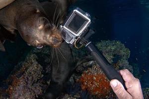foca leão-marinho mordendo câmera subaquática foto